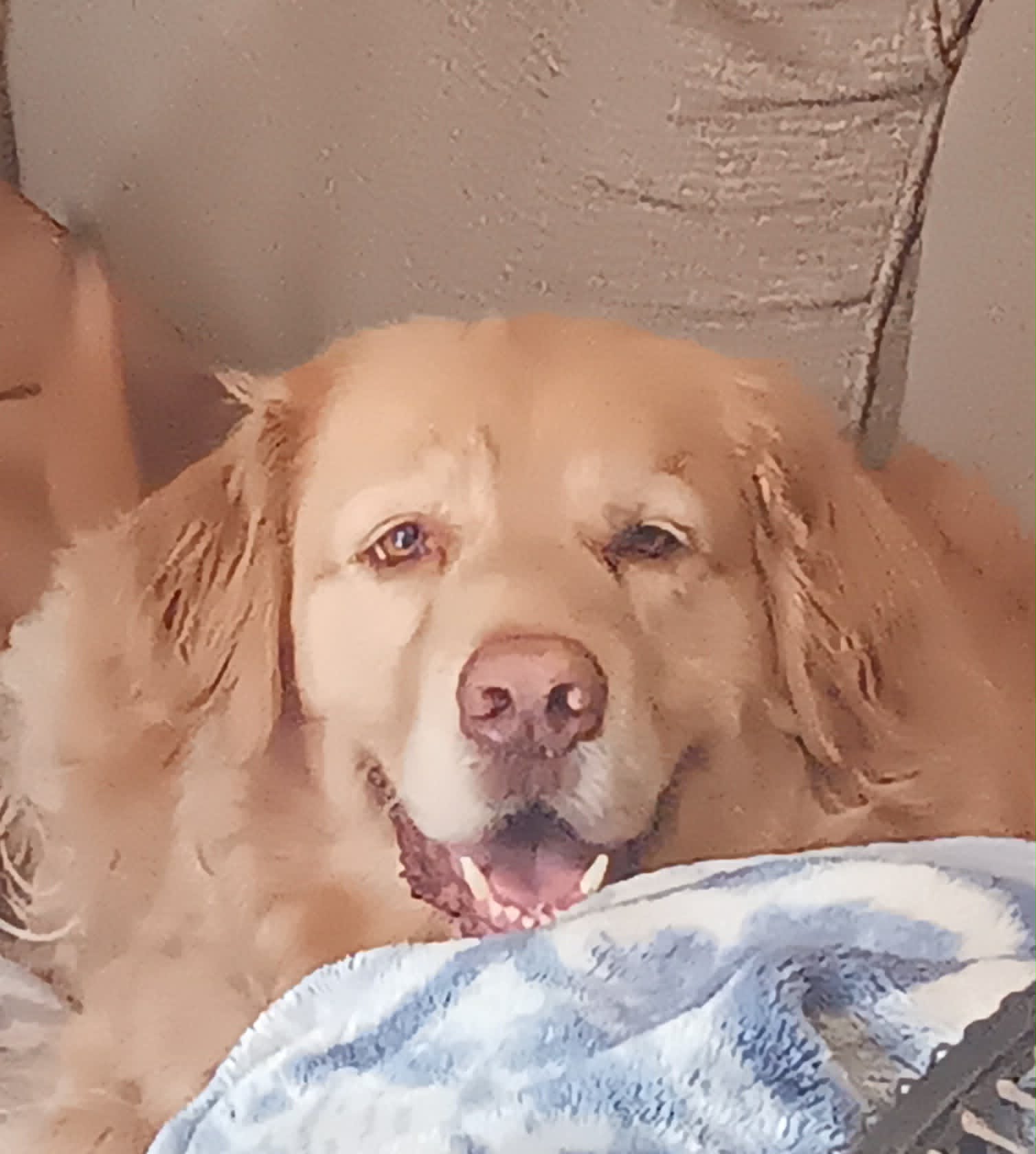 Rescued animal resting peacefully